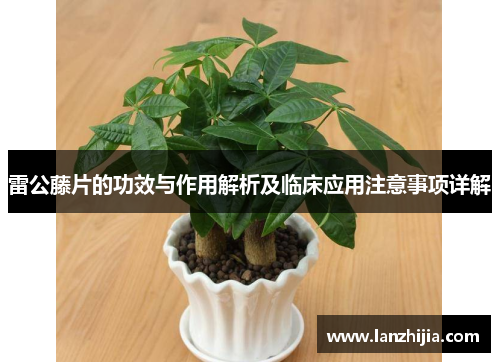 雷公藤片的功效与作用解析及临床应用注意事项详解
