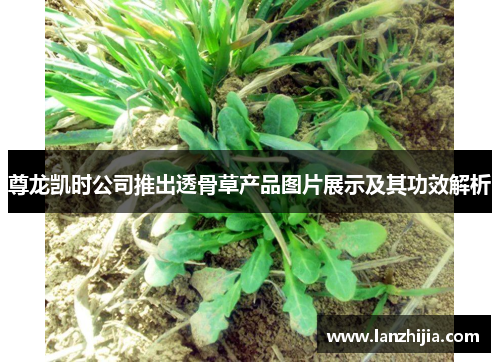 尊龙凯时公司推出透骨草产品图片展示及其功效解析